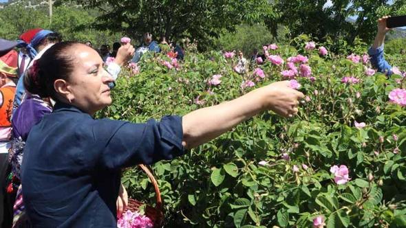 Göl manzaralı bahçelerde gül hasadı