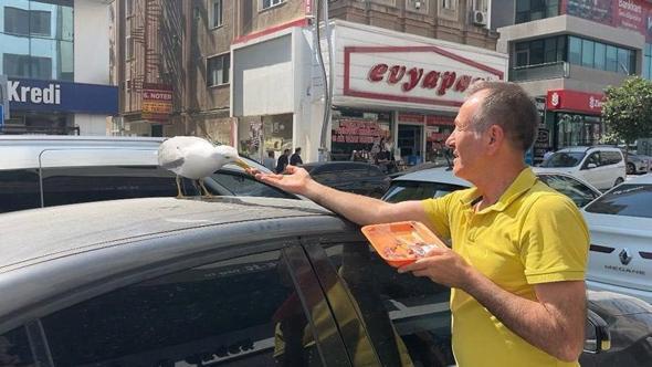 Martı ‘Pamuk’ esnafın maskotu oldu
