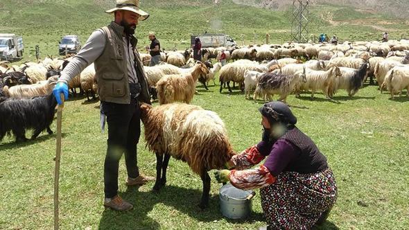 Yüksekova'da berivanların yayla mesaisi başladı