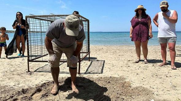 Aydın'da ilk caretta caretta yuvası Didim'de tespit edildi