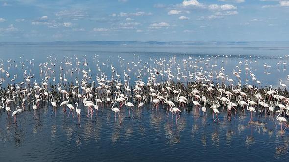 Tuz Gölü'nde 5 bin yavru flamingo kuluçkadan çıktı