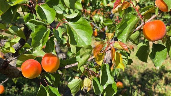 Mut kayısısında rekolte artışı üreticiyi mutlu etti