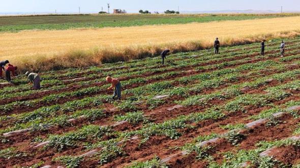 Dolunun vurduğu Diyarbakır karpuzunda hasat bu yıl gecikecek