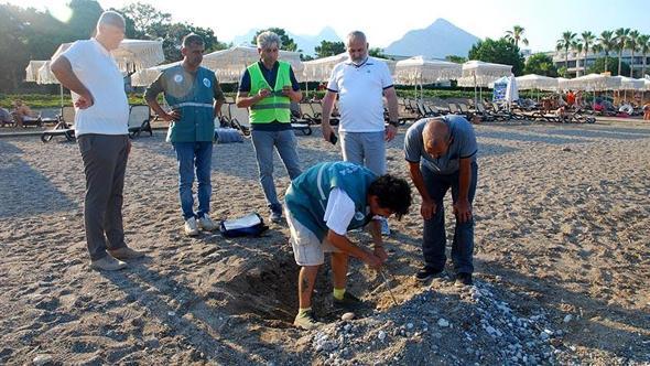 Kemer sahillerinde tespit edilen 38 deniz kaplumbağası yuvası korumaya alındı