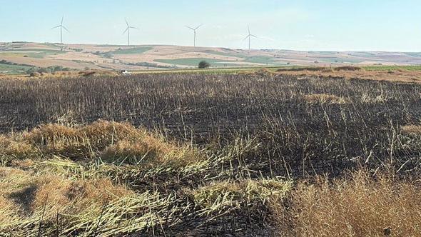 Tekirdağ'da 60 dönüm buğday ve kanola ekili alan yangında zarar gördü
