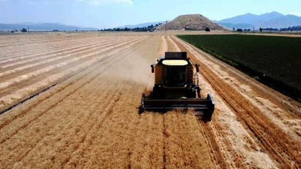 Gaziantep'te buğday ve arpa hasadı; rekolte beklentisi yüksek