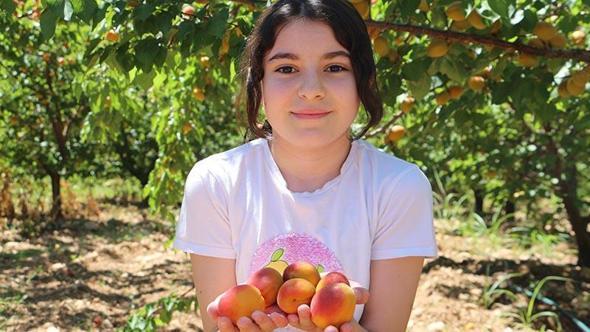 Kayısı rekoltesi üreticinin yüzünü güldürdü