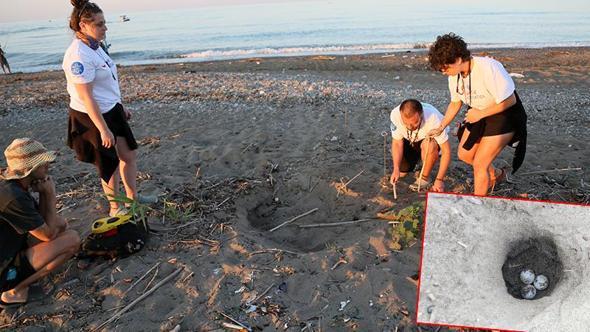 Hava ısındı, caretta yuvaları arttı