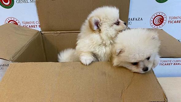 Kapıkule'de 'Pomeranian' cinsi 6 köpek yavrusu ele geçirildi