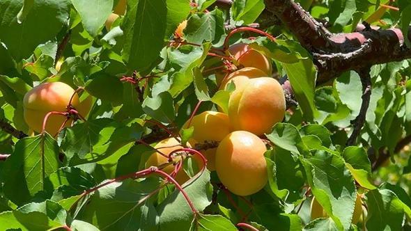 Dünya kayısı başkenti Malatya'da kayısı hasadı başladı