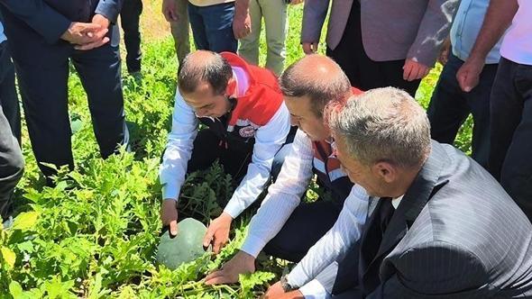 Iğdır’da 7 bin dekar alanda üretilen karpuzda 30 bin ton rekolte beklentisi