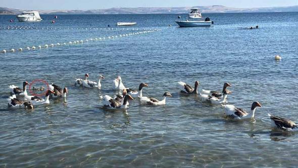 'Şartlı tahliye' edilen kazlar, ördek yavrusunu sahiplenip, sürüye aldı