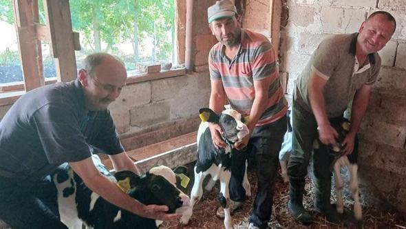 Edirne’de inek, üçüz doğurdu