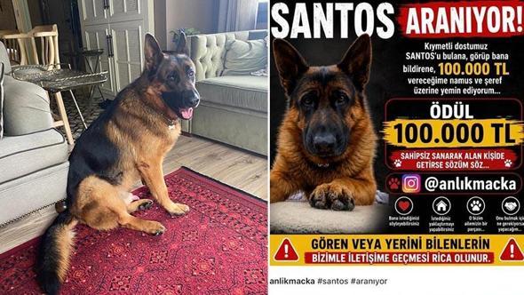 25 gündür kayıp olan köpek 'Santos'u bulana 100 bin lira ödül