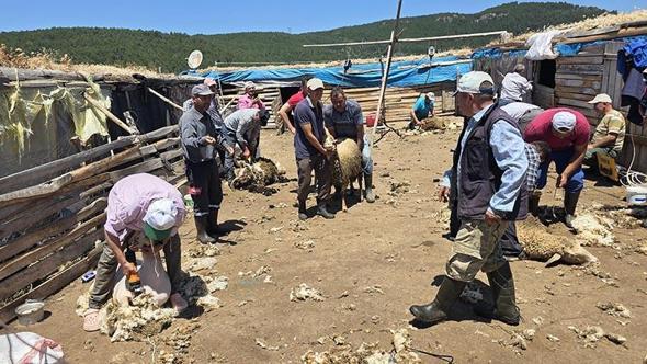 Manisa'da asırlık 'koyun kırkım imecesi' geleneği yaşatıldı