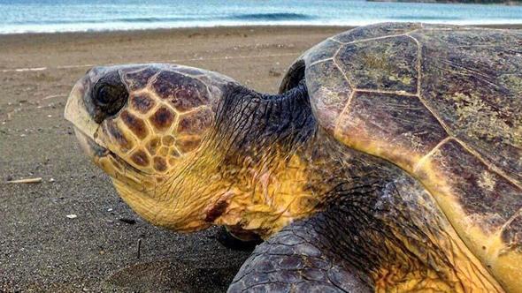 İztuzu Plajı'nda caretta carettaların yuva sayısı 400'e ulaştı