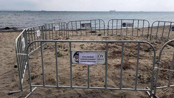 Åžarköy sahilinde tespit edilen kum zambakları korumaya alındı