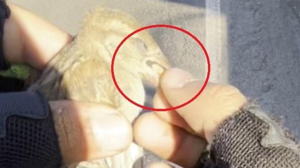 Motokurye, ağzındaki buğday tanesini çıkardığı serçeyi kurtardı