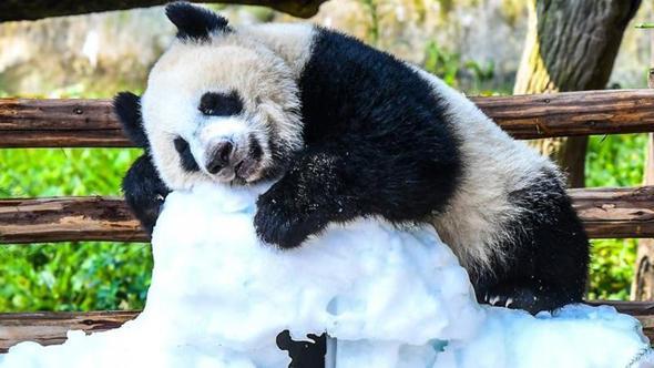 Çin'de panda yavrusu Wang Shu'nun 1’inci doğum günü kutlandı