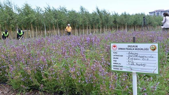 Tıbbi ve aromatik bitkiler, Şifa Bahçeleri Projesi ile yaygınlaştırılıyor
