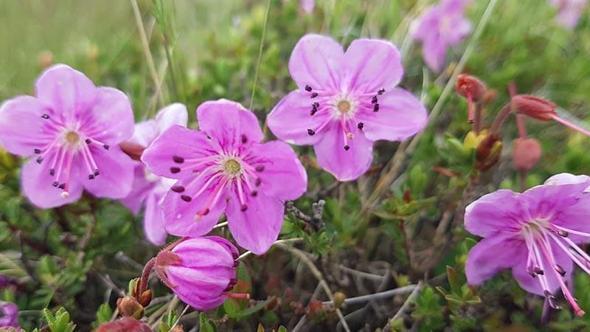 Artvin'in endemik güzelliği dağ gülü, Tiryal Dağı'nda çiçek açtı