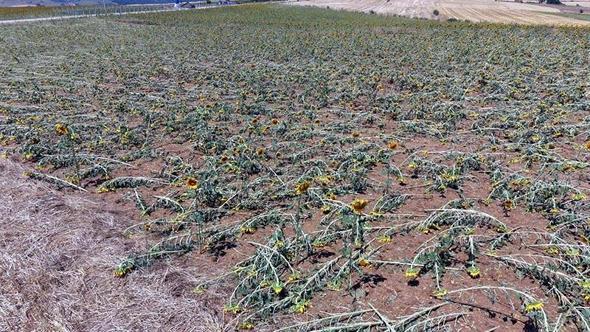 Tekirdağ'da dolu yağışı nedeniyle 35 bin dekar ekili alan zarar gördü, hasar tespiti başladı