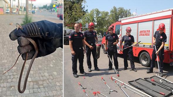 Sıcaklıklar yükseldi, yılan ihbarları arttı