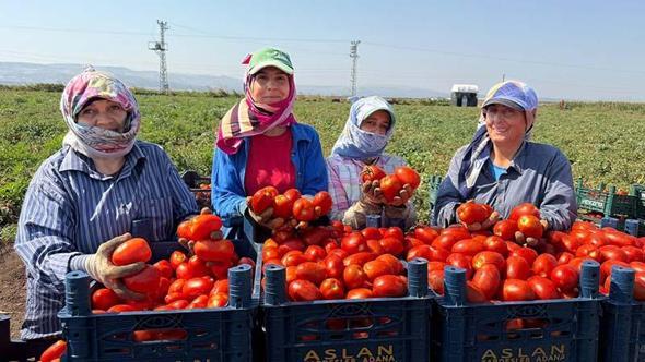 Amik Ovası'nda 35 derecede domates hasadı
