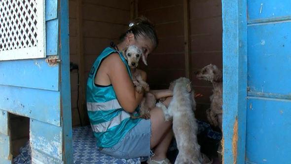 Geçici hevesle alınıp terk edilen cins köpekler, sahiplenilmeyi bekliyor