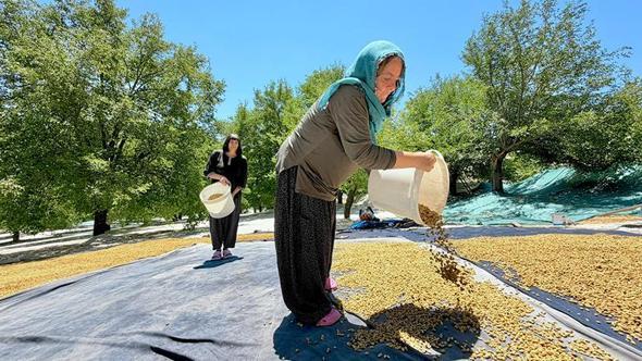 Tunceli’de geçen yıl don vuran coğrafi işaretli Ulukale dutunda 600 ton rekolte beklentisi