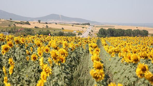 Trakya’da ‘Sarı gelin’ olarak adlandırılan ayçiçeği tarlaları görsel şölen sunuyor