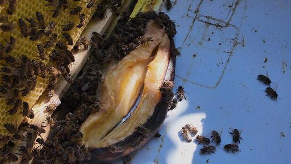 Arılarını muzla besliyor