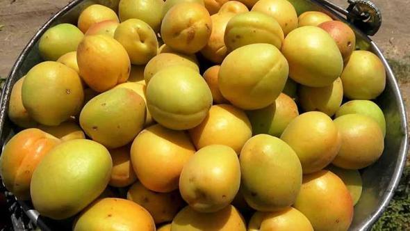 Kayseri'de geçen yıl don vuran kayısıda hasat başladı