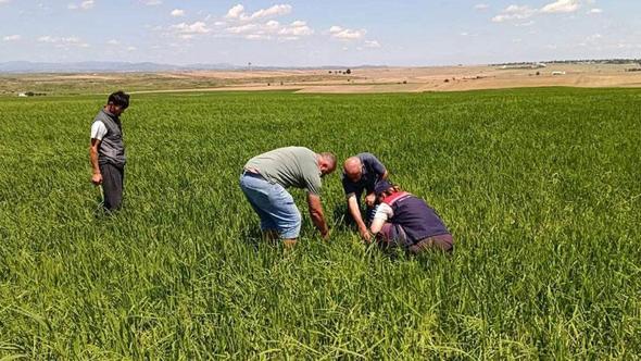 Edirne’de dolunun zarar verdiği tarlalarda hasar tespit çalışması başlatıldı