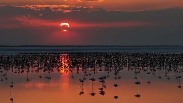 Son 5 yılın en yüksek yavru flamingo sayısına ulaşılan Tuz Gölü’nde eşsiz görüntüler