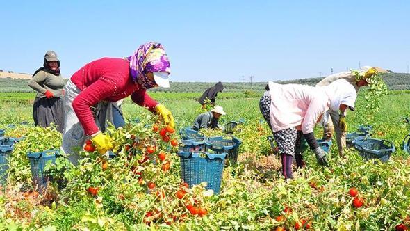 Manisa'da domates hasadı başladı