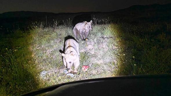 Nemrut'ta bozayılar yiyecek ararken görüntülendi