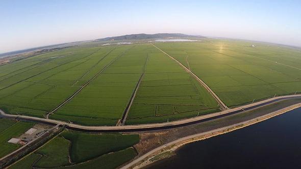 Edirne’de yeşile bürünen çeltik tarlaları havadan görüntülendi