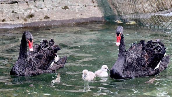 Kuğulu Park’ta 4 yeni yavru kuğu dünyaya geldi