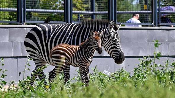 Ankara'daki 'Doğal Yaşam Parkı'nın yeni üyesi yavru zebra için isim anketi