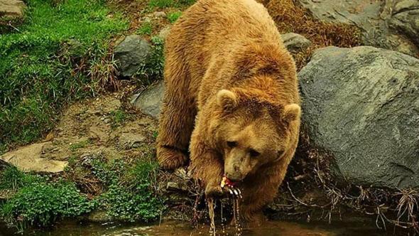 Karadeniz’de popülasyonu artan ayılar için uzmanından ‘önlem alınmalı’ uyarısı