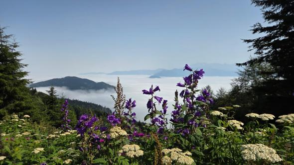 Artvin'de sis bulutu dronla görüntülendi