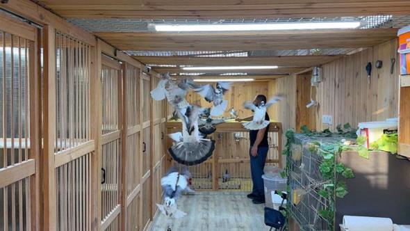 Kuş tutkunu, kümeste 'servet' besliyor