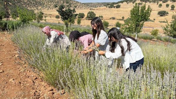 40 yıldır atıl duran arazi, kadınların emeğiyle lavanta bahçesine dönüştü