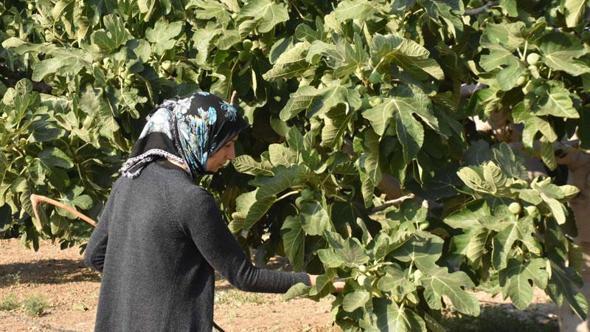 Bardacık inciri Torbalı'da toplanmaya başladı