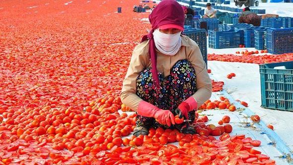 Manisa'da kurutulan domatesler 91 ülkenin sofralarına gidiyor