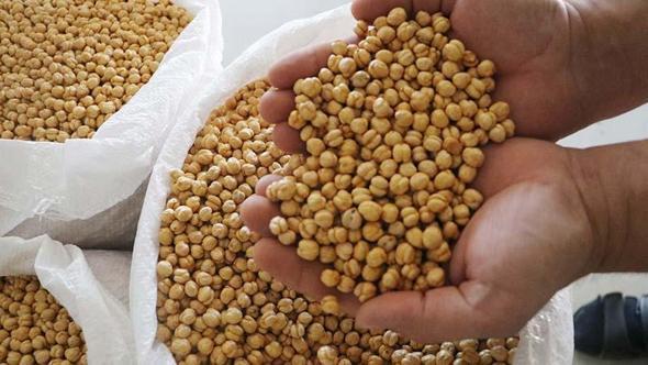 Serinhisar'dan 40'a yakın ülkeye leblebi ihracatı