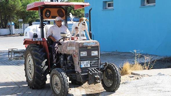 Köpek Benekli, kendisini sahiplenen çiftçinin 'yol arkadaşı' oldu