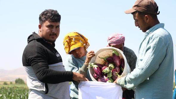 Kayseri'nin coğrafi işaretli Yamula patlıcanında hasat başladı