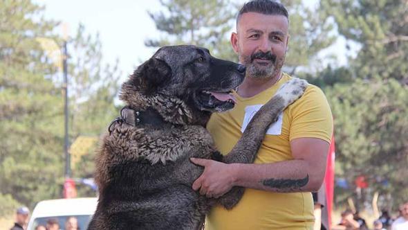 Sivas'ta Kangal köpekleri podyuma çıktı